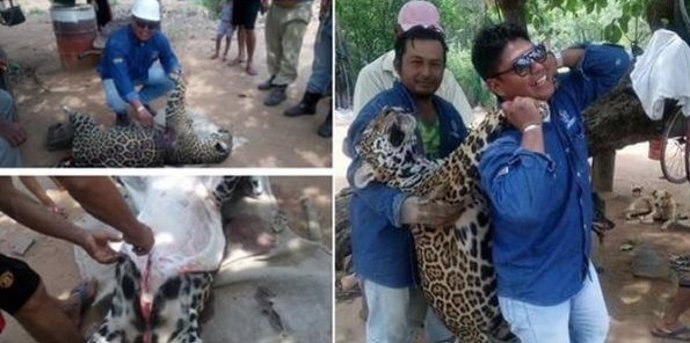 Colgó las imagénes en Facebook desollando a un jaguar