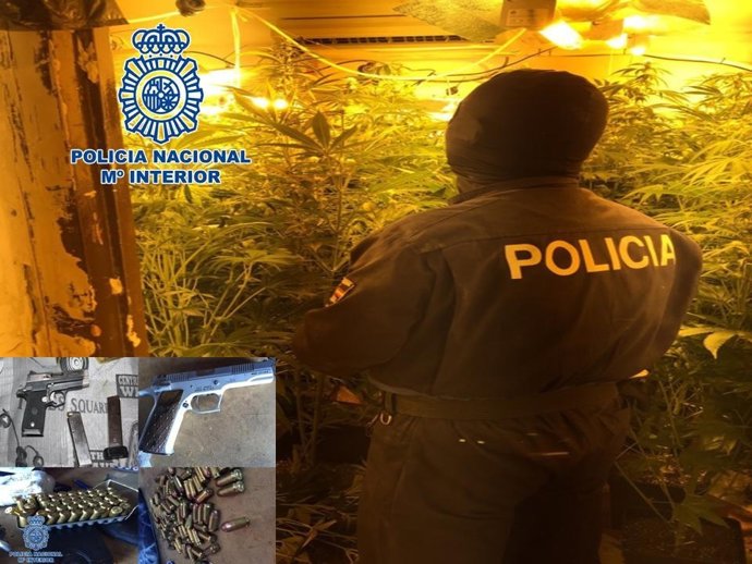 Un agente junto a las plantas y objetos incautados