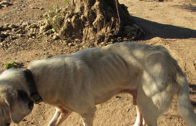 Policía Local Alcalá Detiene 3