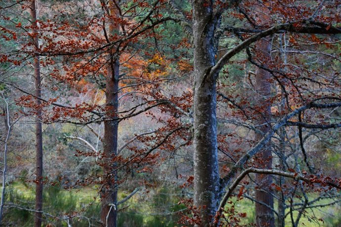 Premio medio ambiente