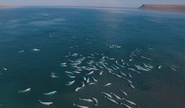 Ballenas beluga en la Isla Somerset, Canadá