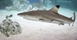 Tiburón en el acuario de Sea Life Benalmádena