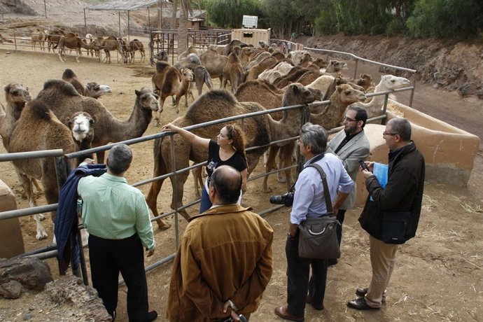 Visita a una granja de camellos