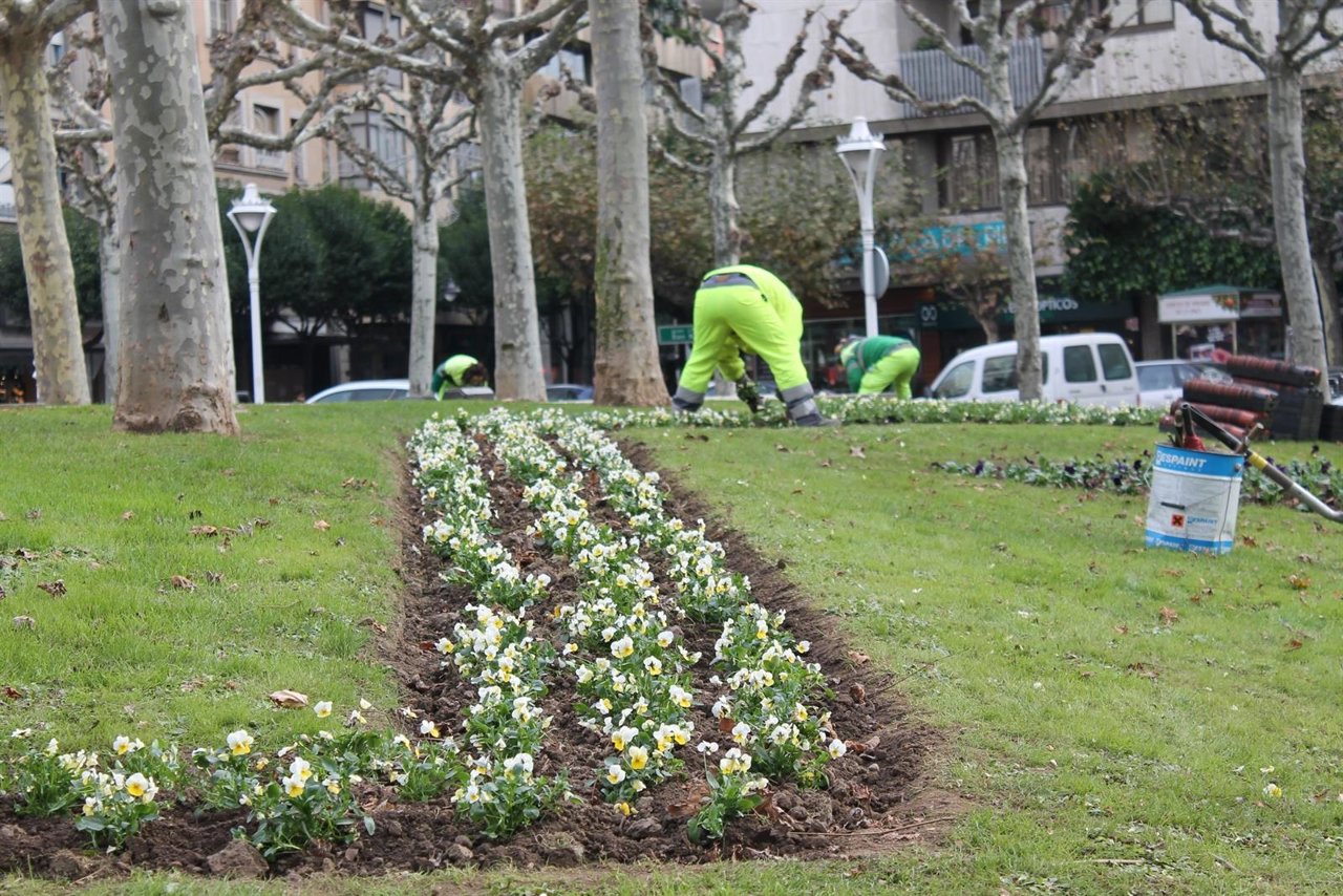 Plantación de flores en León