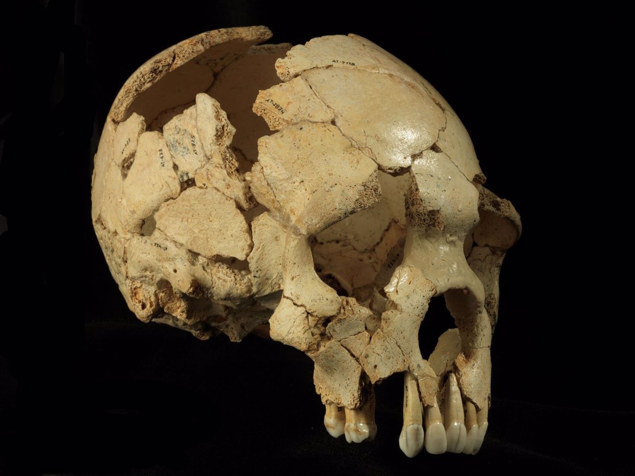  El Cráneo 6 De La Sima De Los Huesos (Atapuerca, Burgos)
