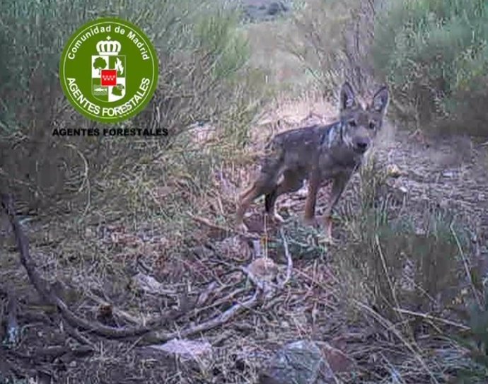 Los Agentes Forestales Confirman La Reproducción Del Lobo En Madrid En 2015