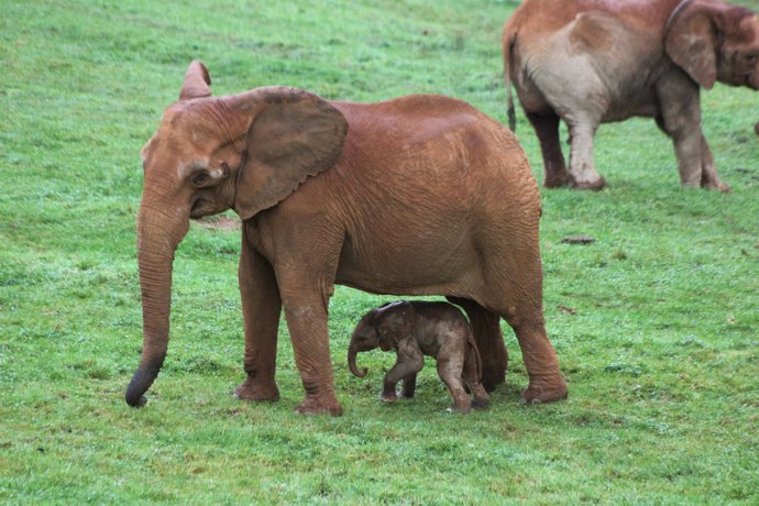 Nace una nueva cría de elefante africano en Cabárceno