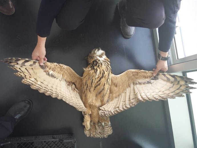 Cadáver del búho real encontrado en la zona de Puente Jontoya.
