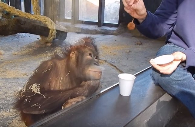 ¿Cómo Reacciona Un Orangután A Un Truco De Magia?