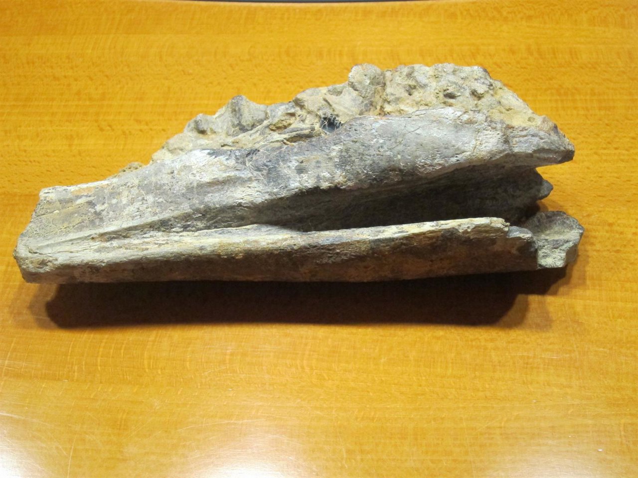 RESTOS DE MANDÍBULA DE DINOSAURIO