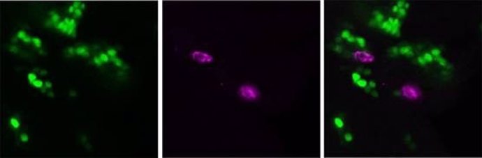 Células epiteliales secretan TyrRS 