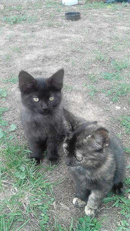 Cocó (negra) y Channel (parda)