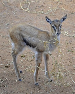Cría de gacela de Thomson - BIOPARC Valencia - diciembre 2015