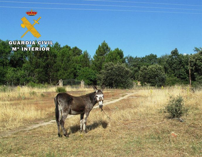 El asno objeto de la investigación del Seprona. 