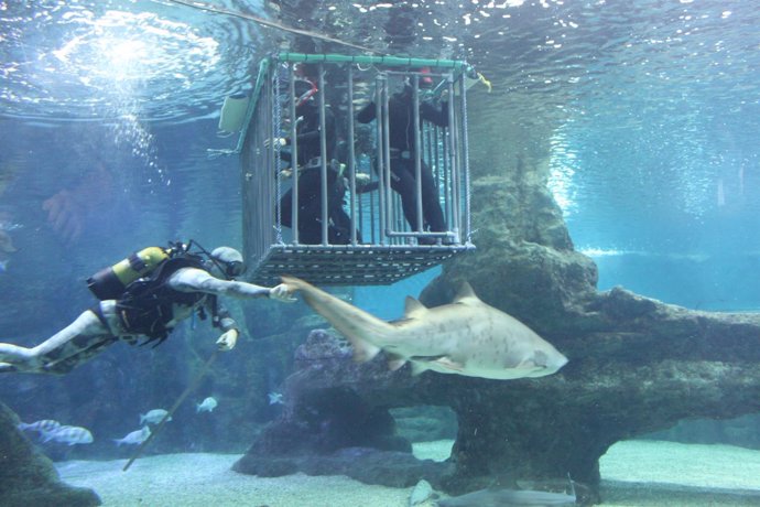 Jaula de inmersión del Aquarium