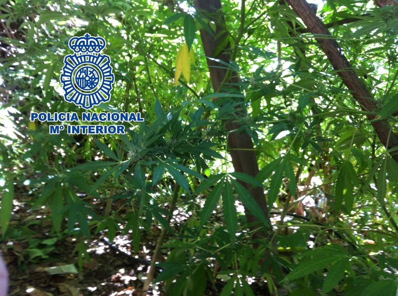 Plantación Vélez-Málaga