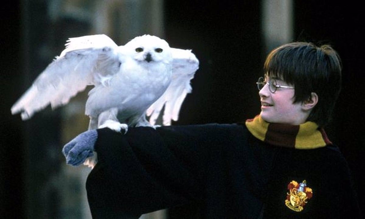 Harry Potter: Nueva (y esperanzadora) teoría sobre la muerte de Hedwig