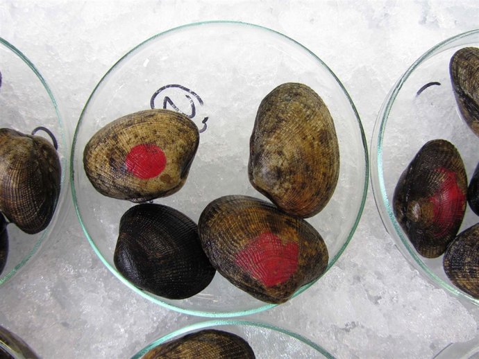 La almeja japonesa, marcador de nanopartículas de oro en el mar