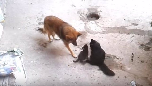 El emotivo encuentro entre una mamá gata y sus gatitos con una vieja amiga