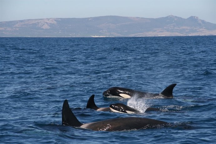 Orcas en el Estrecho de Gibraltar
