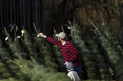 Lugares donde comprar un árbol de Navidad respetuoso con el medio ambiente