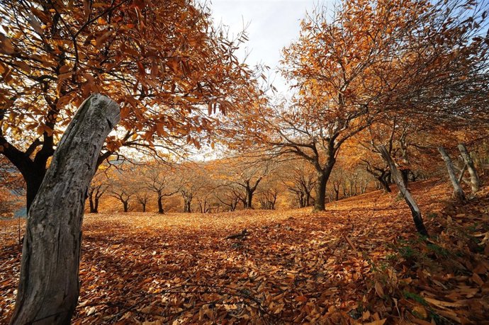 Bosque de Cobre, Otoño, Yunquera