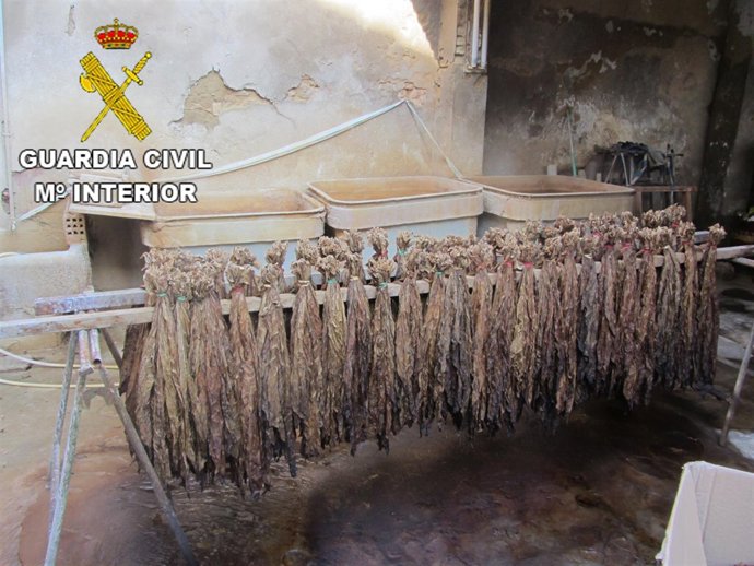 Fábrica clandestina de puros caliqueños