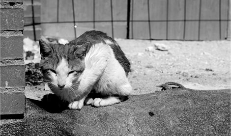 Cooperación y Desarrollo