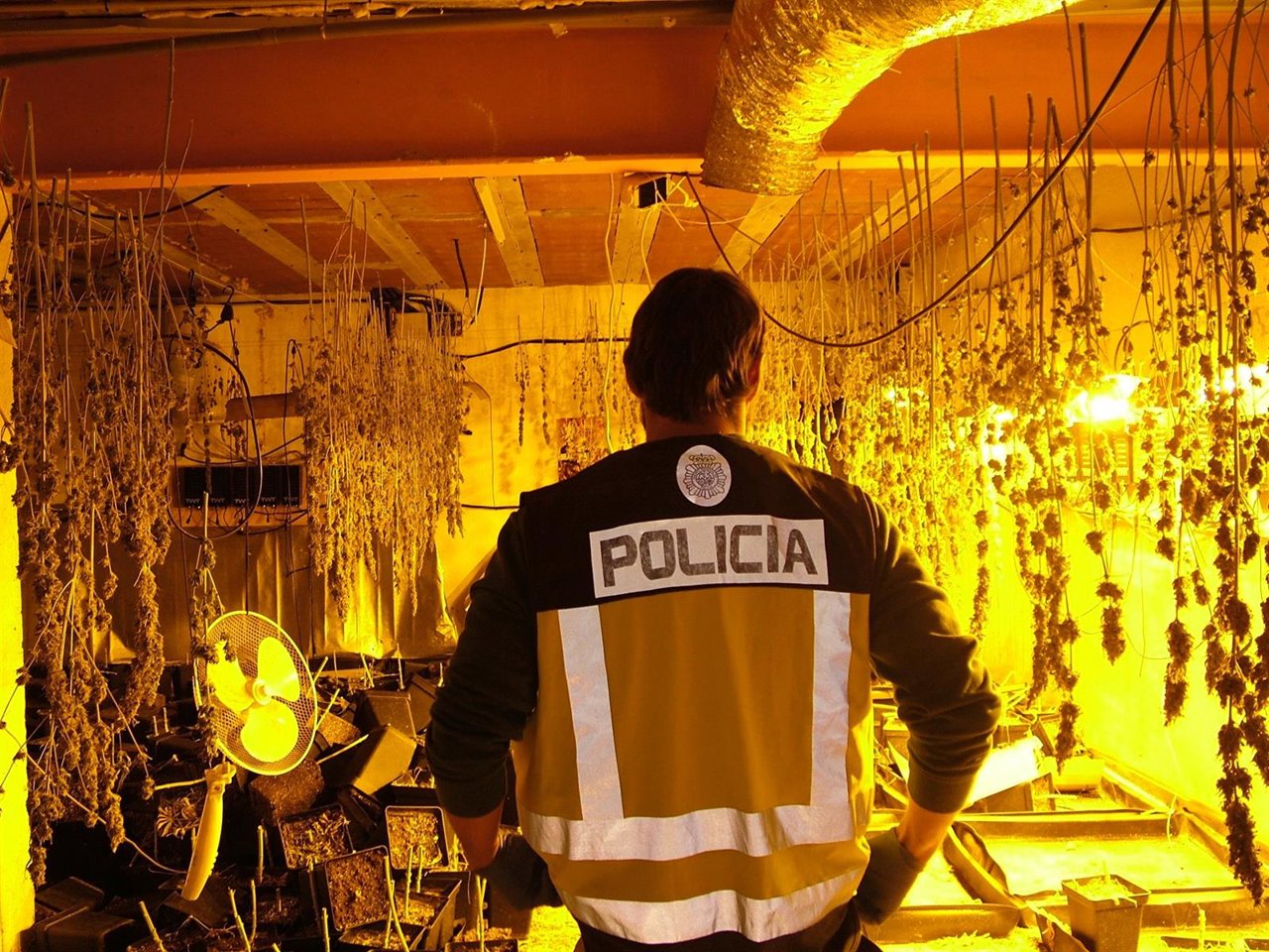 La Policía encuentra 262 plantas en Tordera