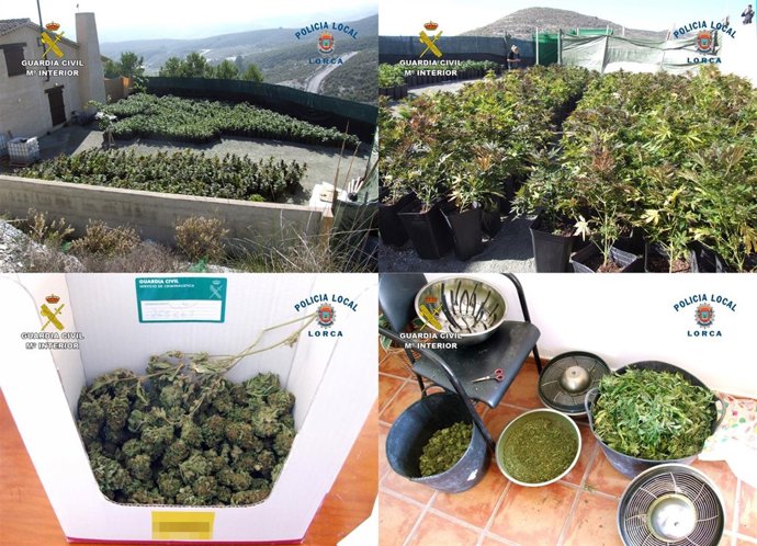Desmantelan Cuatro Plantaciones De Marihuana En Lorca Con Más De 2.000 Plantas D