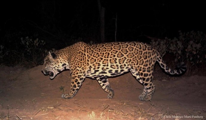 Jaguar
