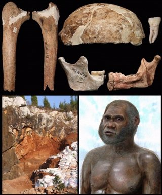 Huesos y reconstrucción de la especie