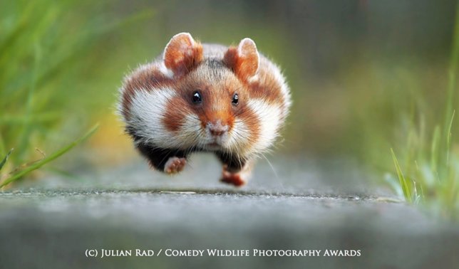 Fotografía ganadora de los Comedy Wildlife Photography Awards