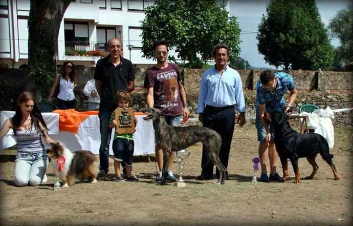 Conc urso canino