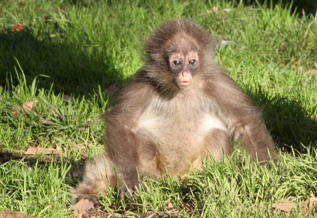 Oli, la cría de mono araña que ha cumplido un año en el Zoo de Barcelona