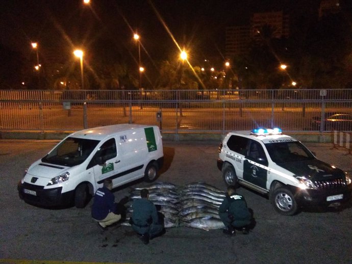 Guardia Civil e Inspección pesquera intervinen 17 atunes rojos en Vélez (Málaga)