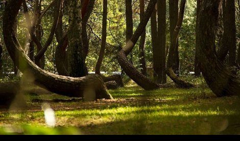 Cooperación y Desarrollo