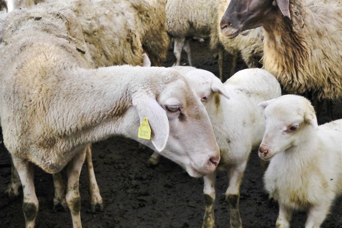 Imagen sobre el maltrato de los cordeos
