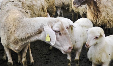 Cooperación y Desarrollo