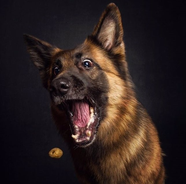 Sesión fotográfica de perros hambrientos y sus expresiones