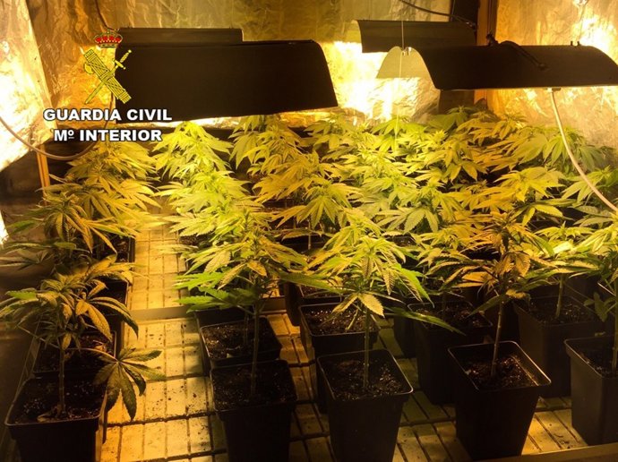 La plantación de Soto de Rucandio