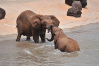 La Policía de Tanzania detiene a dos sospechosos por tráfico de marfil