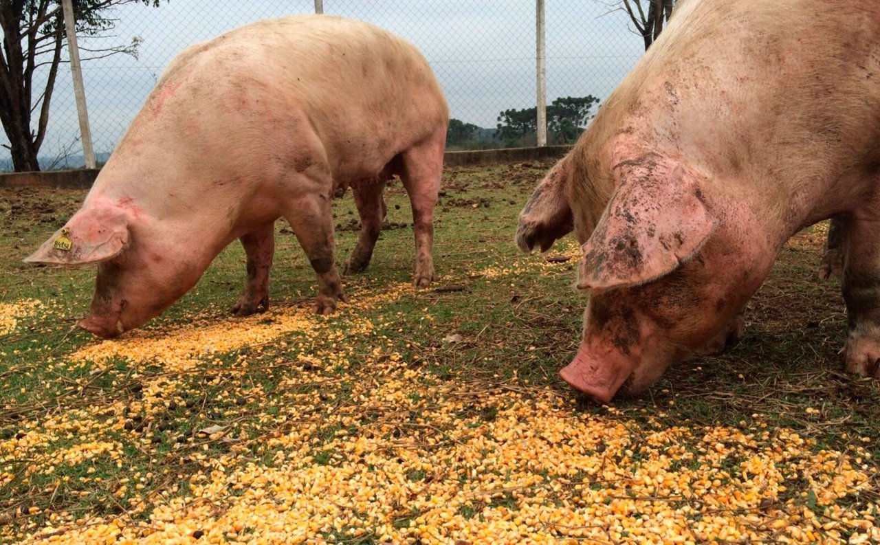 Cerdos comiendo maíz