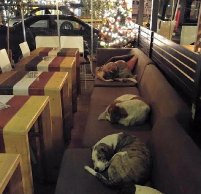 Esta cafetería abre sus puertas a perros callejeros cada noche de invierno