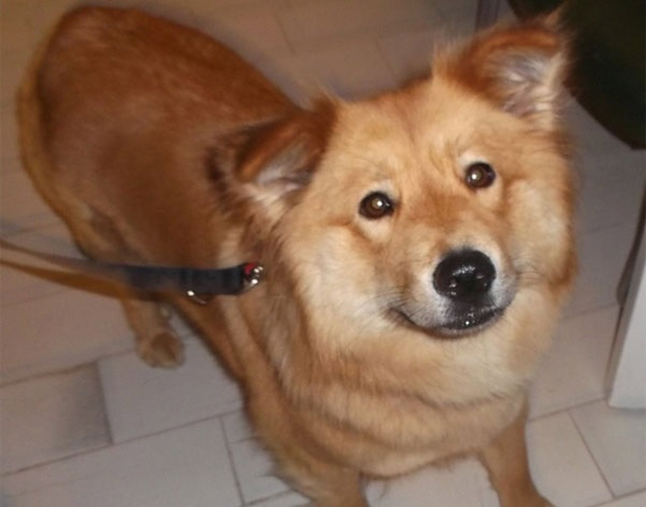 Uno de los perros susceptibles de adopción del Centro de Atención de Animales