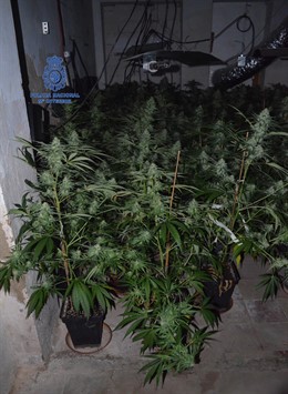 Plantas de marihuana halladas en una nave industrial de Manises
