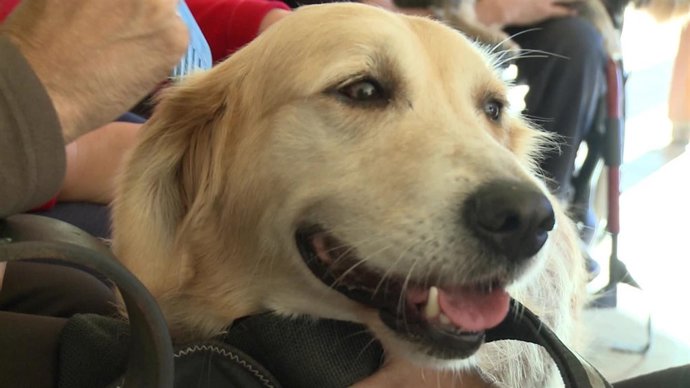Uno de los perros que participan en la terapia canina 