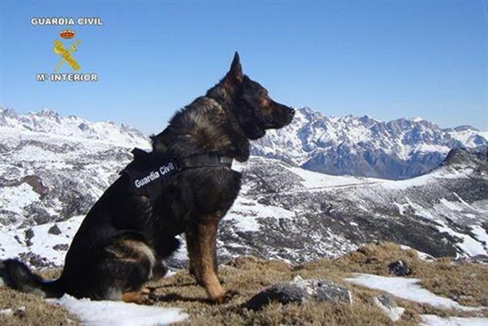 Perro de la Guardia Civil