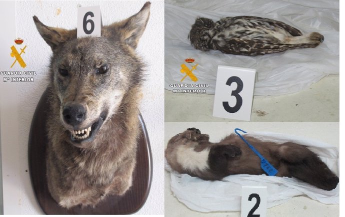 Cuerpos de animales encontrados en la operación 'Wolfi'