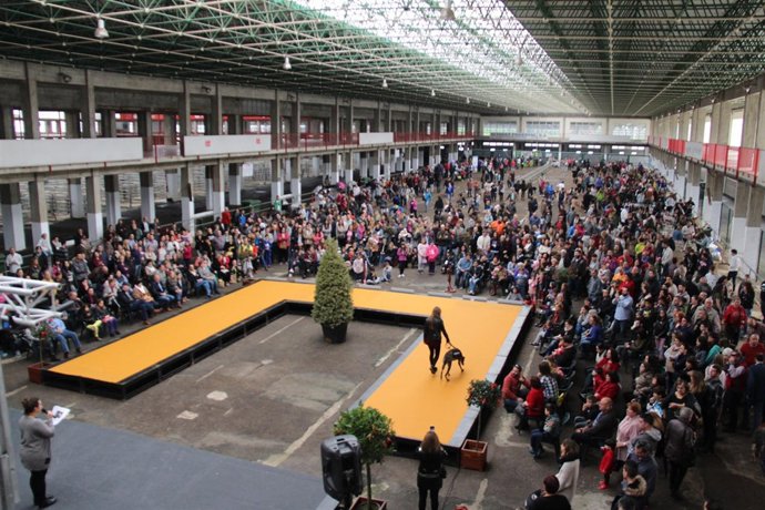 Feria Adopción Perros 